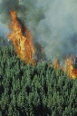 damnificados, incendios, forestales, bosque, victimas, fuego, casa,