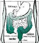 cancer_colorrectal cancer colorrectal