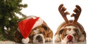 Cachorros_Navidad