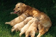 Golden Retriever and Puppies