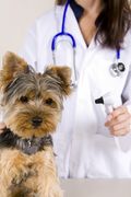 Cachorro_y_veterinario