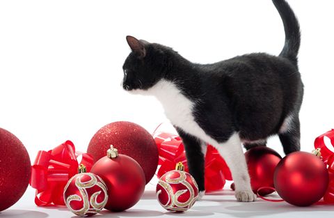 Gato jugando con decoraciones navideñas