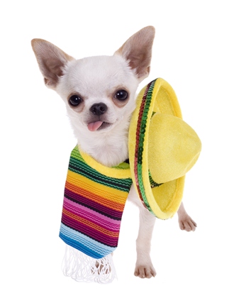 Chihuahuas los favoritos entre latinos