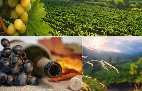 ruta_del_vino la ruta del vino en madera