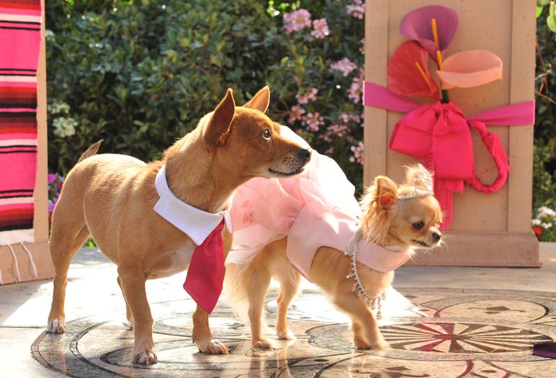 Beverly Hills Chihuahuas 3