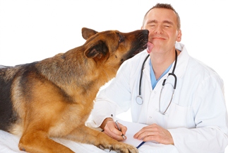Perro y veterinario