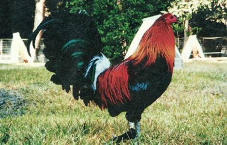gallo de pelea