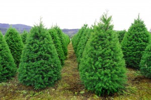 Oregon Christmas Tree Farm