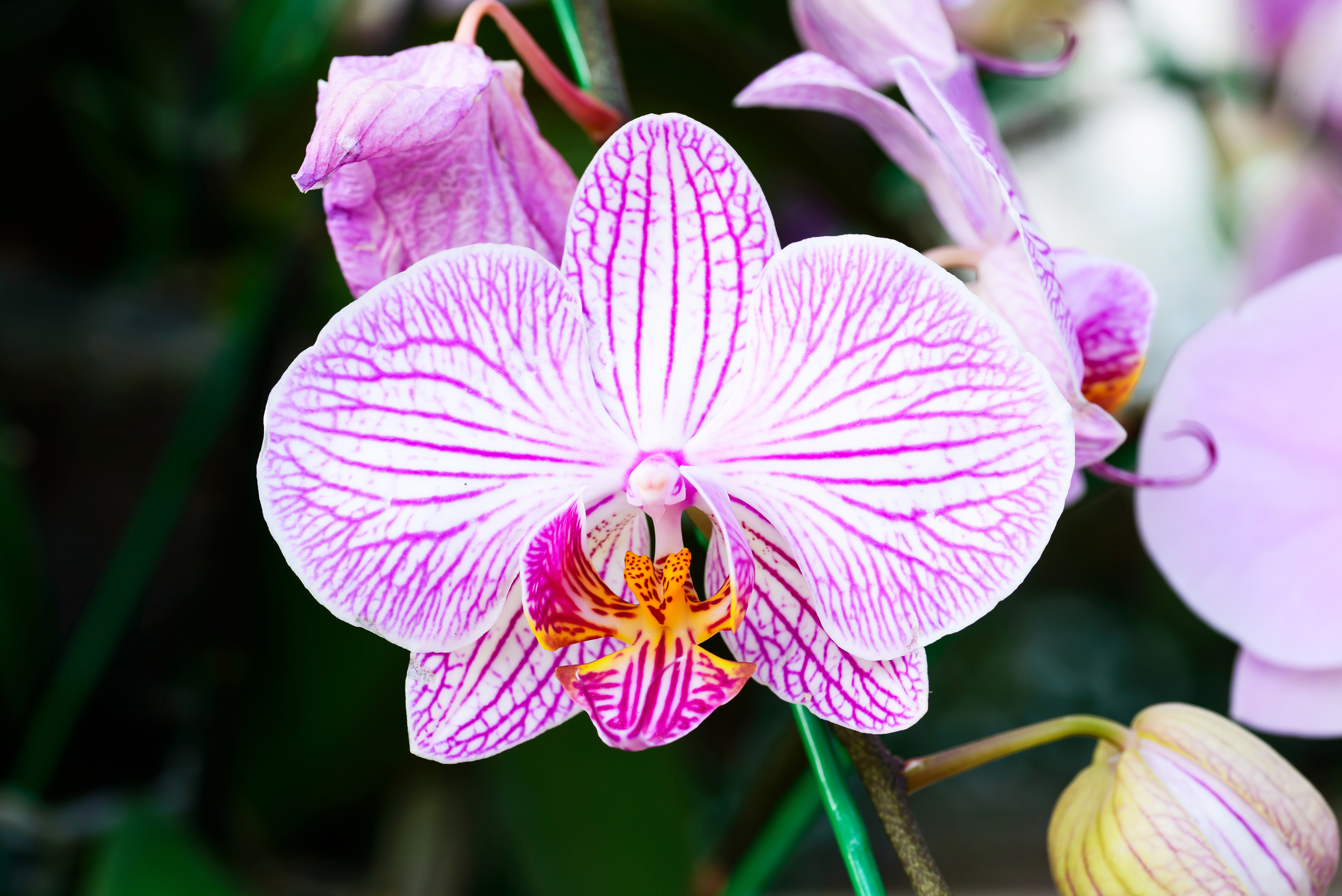 Vanda Orchid Flower In Garden