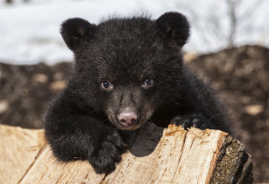 American black bear cub climbing on a wood pile. Springtime in Wisconsin