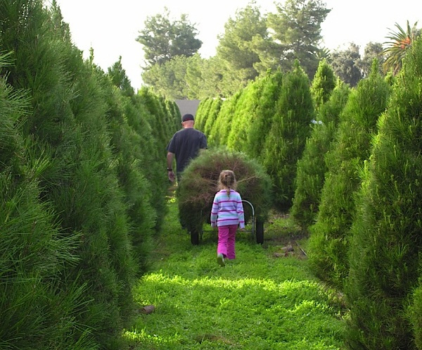 family-christmas-tree-farm