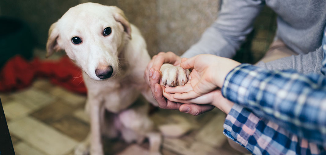 La enfermedad que impide que muchos perros sean adoptados