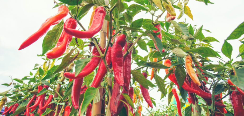 Plantas de chiles rojos cultivadas en un huerto