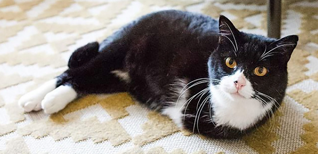 Rexie Roo, un gato si dos patas que fue adoptado