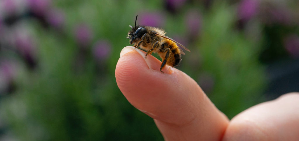 Una abeja parada en el dedo de una persona