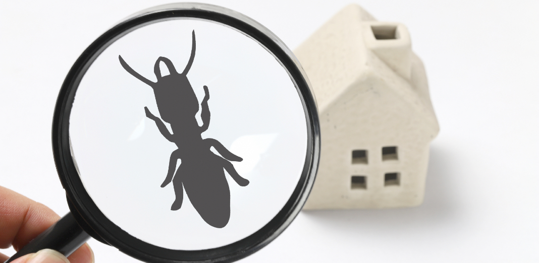 Proteja su vivienda o negocio de los problemas de termitas