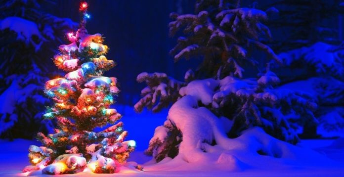 cómo conseguir un permiso para cortar un árbol de Navidad en Estados Unido, costo, requisitos, fechas, lugares