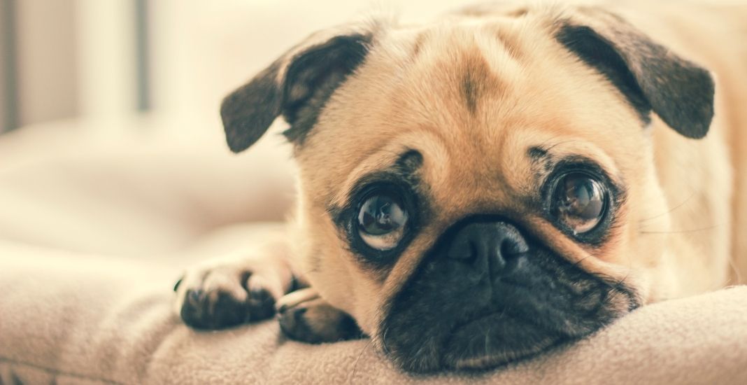 Psicólogos para perros: ¿Qué hacen y cómo sé si mi mascota requiere uno?