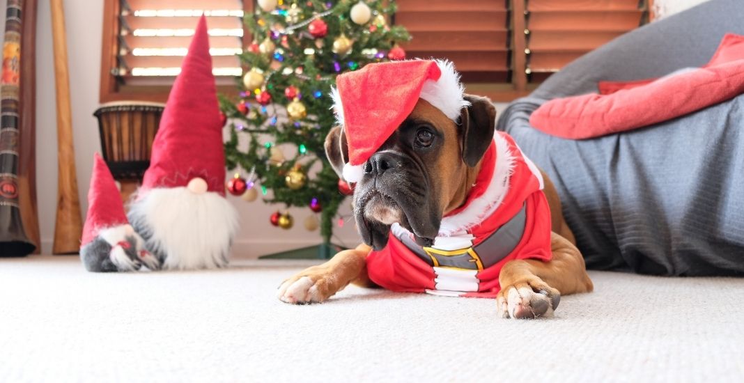campaña de adopción de perros y gatos en Los Ángeles Navidad