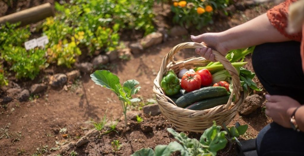 Las 10 frutas y vegetales más fáciles de sembrar en casa