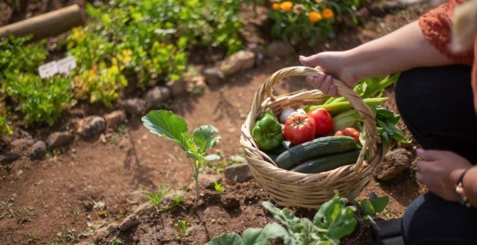10 frutas y vegetales fáciles de sembrar en casa para tener tu propio mini huerto