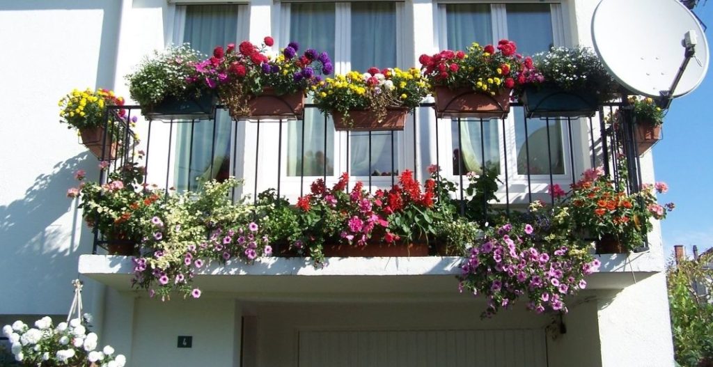 Cómo sembrar en el balcón o terraza de tu casa