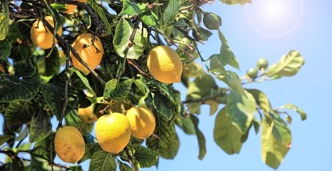 Cómo sembrar o cultivar limones o limonero en casa