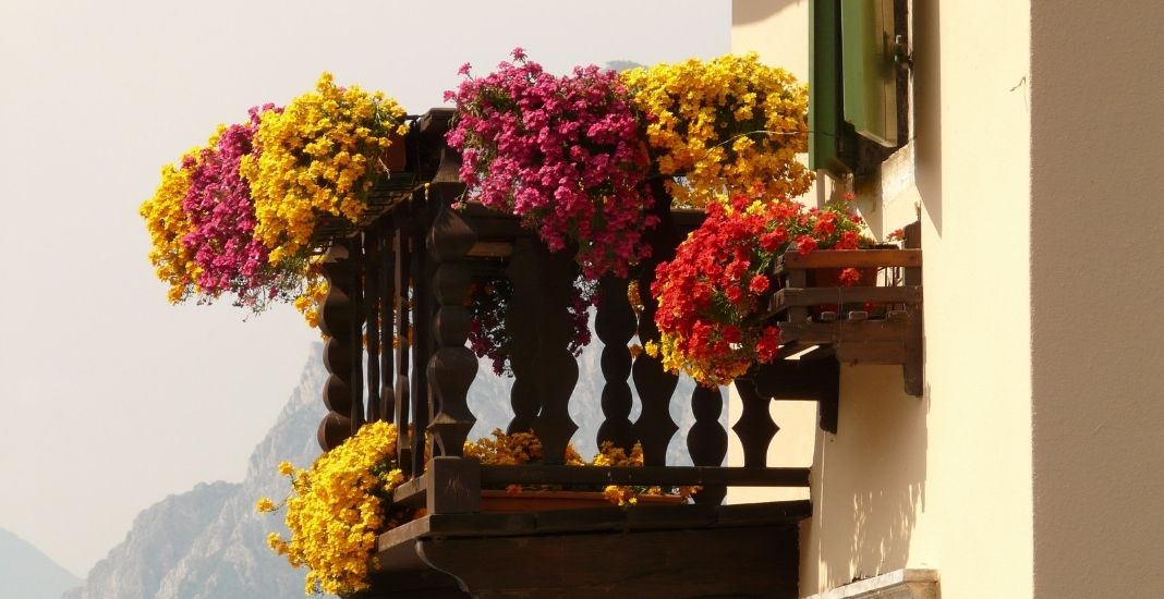 Flores de varios colores para adornar tu balcón o terraza