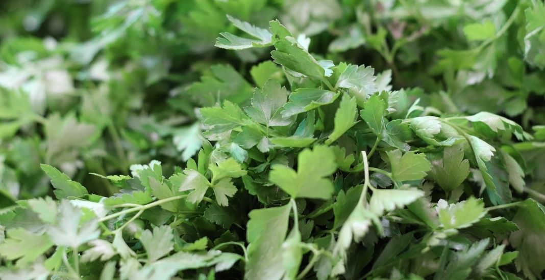 cómo sembrar cilantro en casa