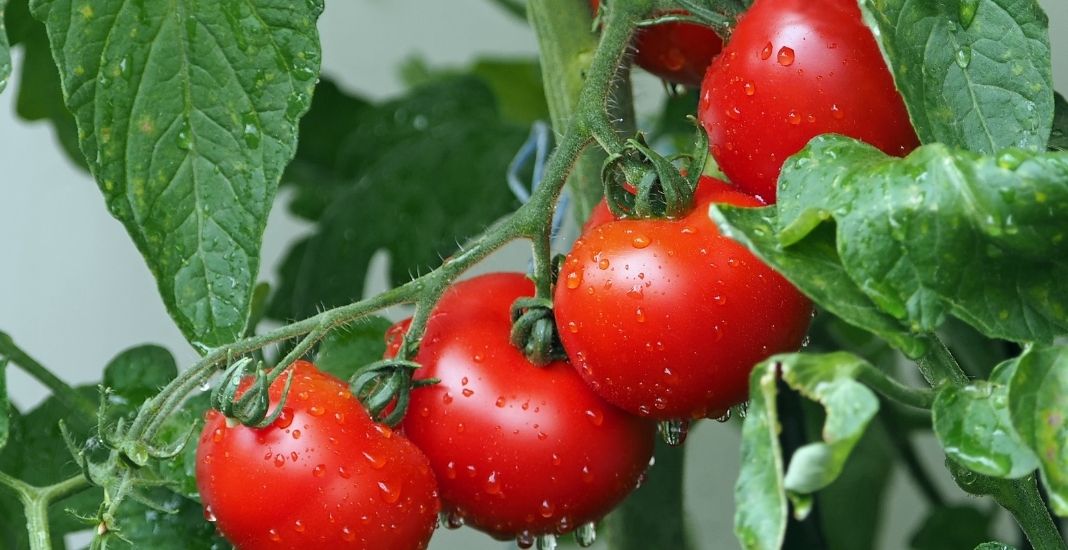 tomate, frutas y vegetales fáciles de sembrar en casa