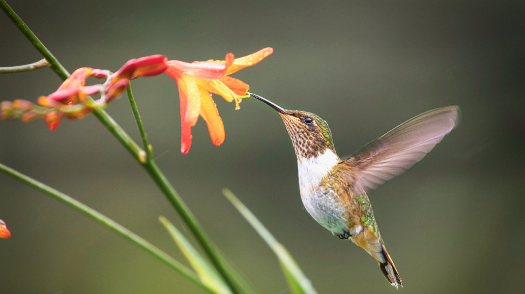 Cómo atraer colibríes a su jardín