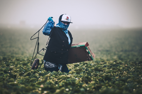 Trabajadora latina en un campo de fresas