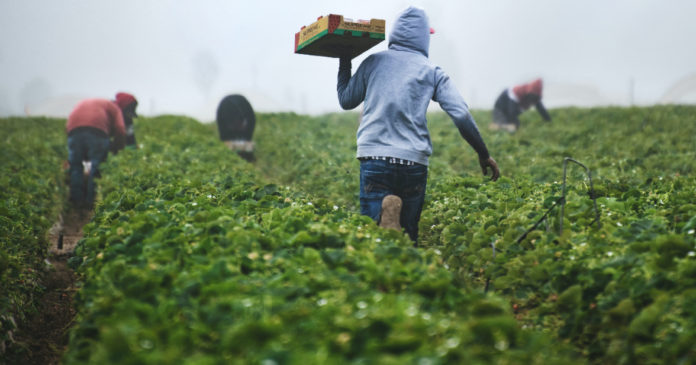 Trabajadores recogiendo fresas en California