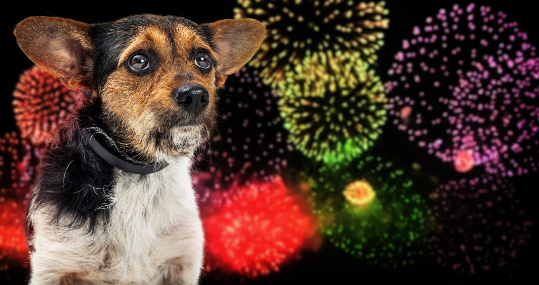 Cómo evitar que su perro sufra con los cohetes del 4 de Julio
