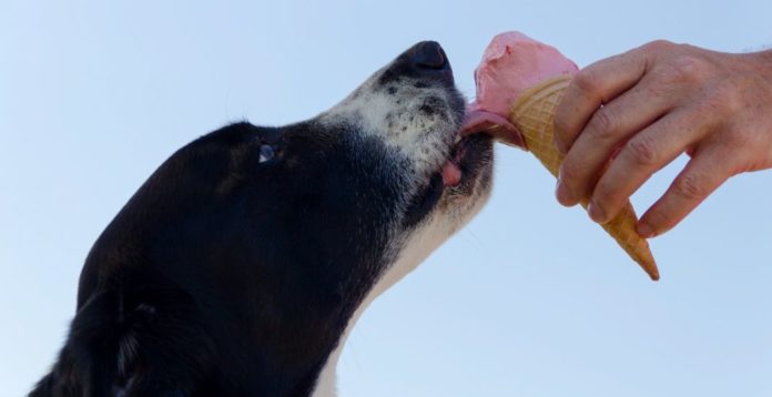 Alimentos no aptos para perros
