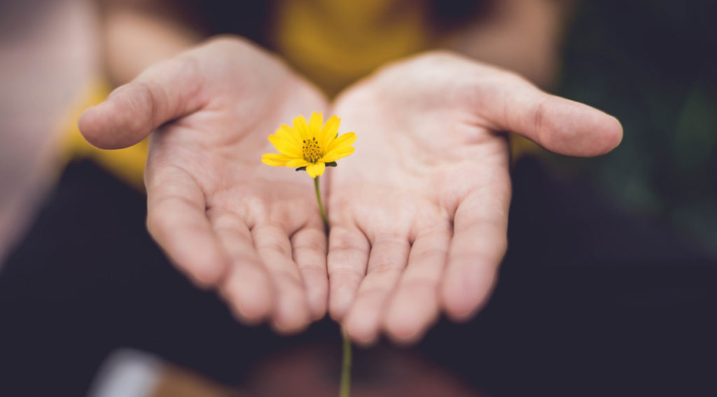 Una flor amarilla entre dos manos