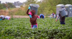 trabajadores del campo en California
