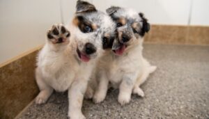 dos perritos listos para ser adoptados