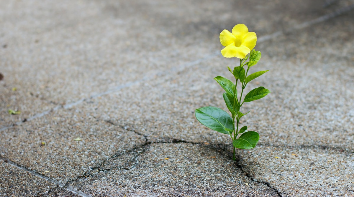 Flor amarilla sobre el pavimento