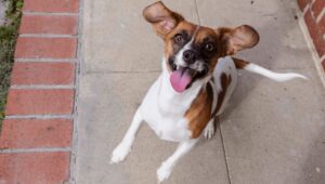 perro saltando de gusto