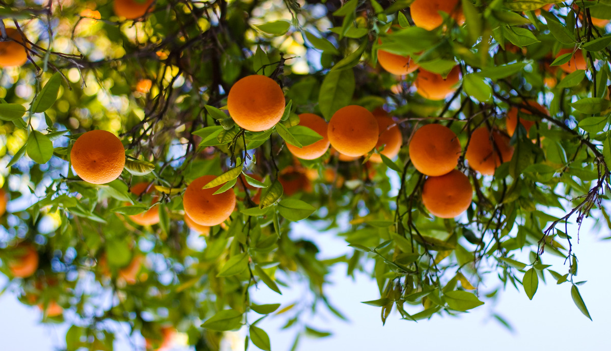 Naranjas colgando de un árbol